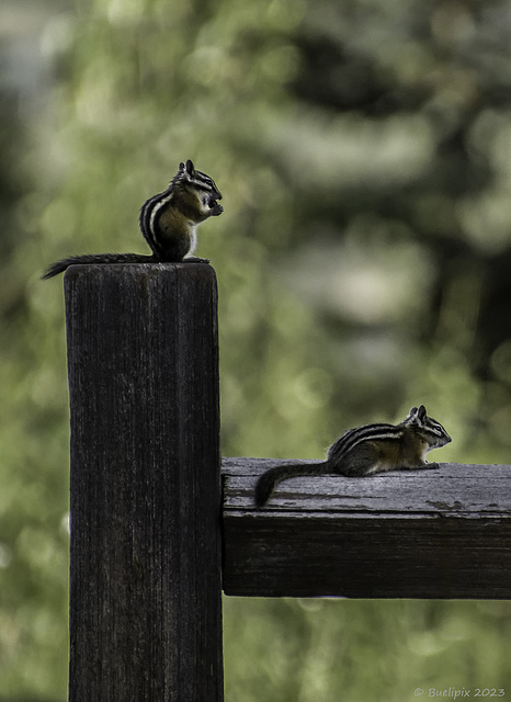 Chipmunks (© Buelipix)