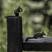 Columbian ground squirrel (© Buelipix)