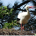 PARC du TEICH (33 Gironde)