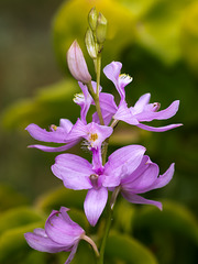 Calopogon tuberosus (Common Grass-pink orchid) in the bog garden