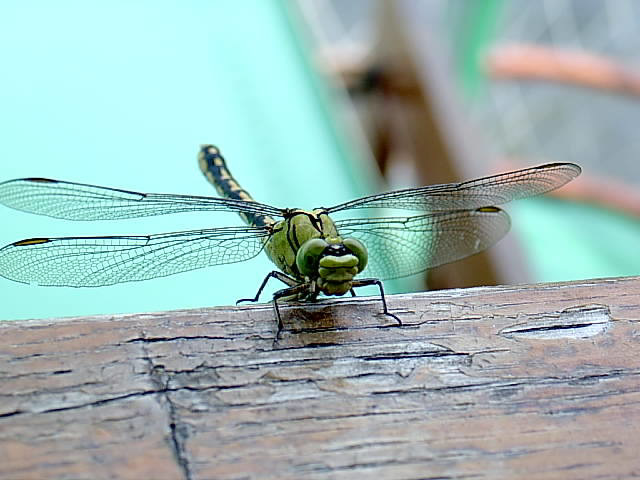 Libellen-Besuch auf dem Raddampfer