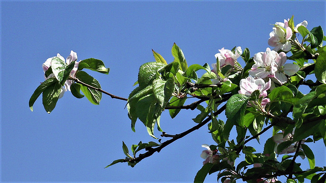 The blue sky emphasises the delicate pale pink of the blooms