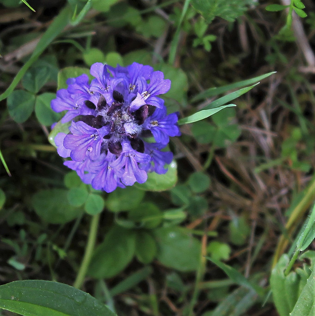 Ajuga reptans  (2)