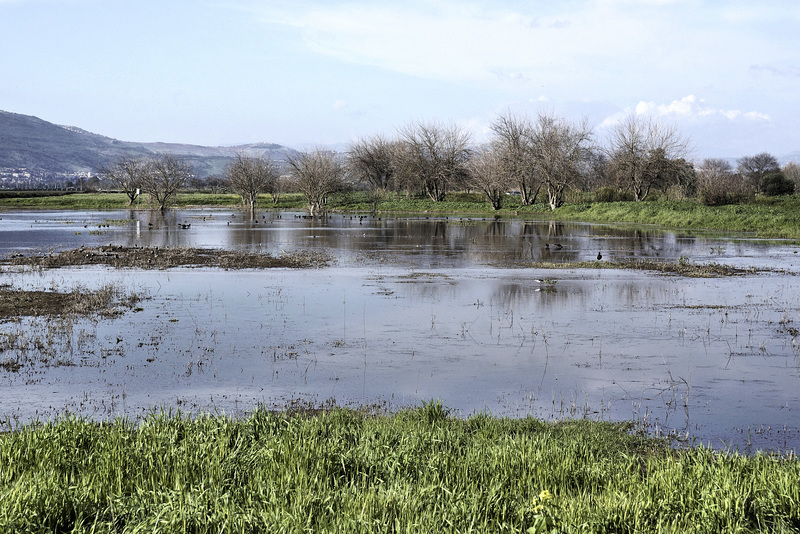 Lake Hula – Hula Valley Nature Reserve, Upper Galilee, Israel