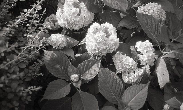 Hydrangeas