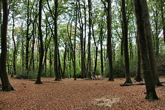 Wäldchen im Paasbachtal (Sprockhövel) / 16.08.2020