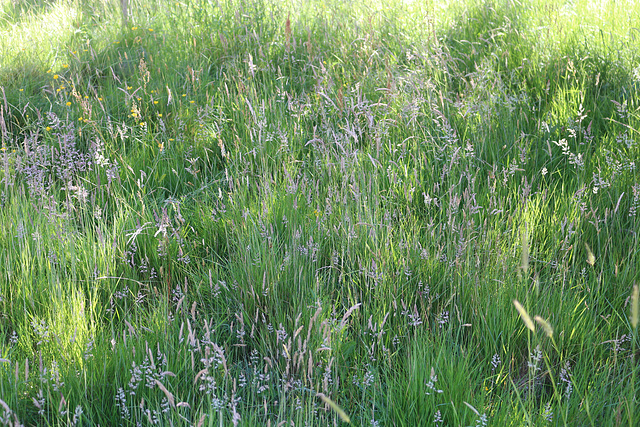 Long grass in morning sun.