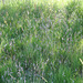 Long grass in morning sun.