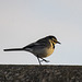 Pied wagtail