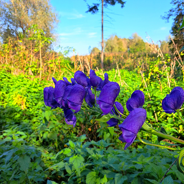 Eisenhut (Aconitum)