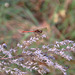 Blutrote Heidelibelle