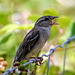 Sparrow