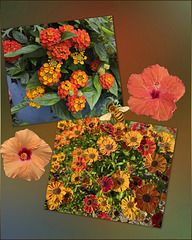 Das Bienenbuffet ist eröffnet ❥