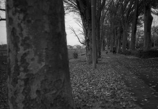 Walking on fallen leaves