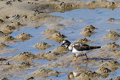 20140907 4838VRAw [NL] Steinwälzer (Arenaria interpres), Terschelling