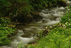 Der kleine Wiesenbach