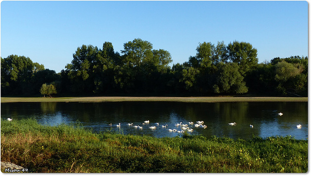 SAINTE GEMMES SUR LOIRE