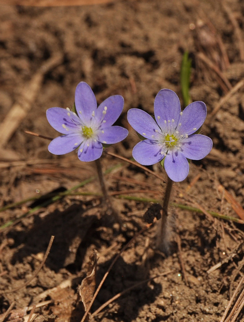 hepatica DSC 3196