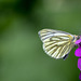 Green Veined White butterfly