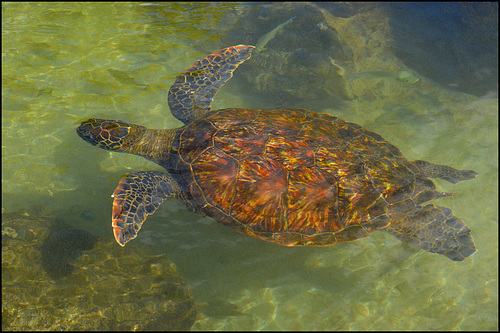 sea turtle