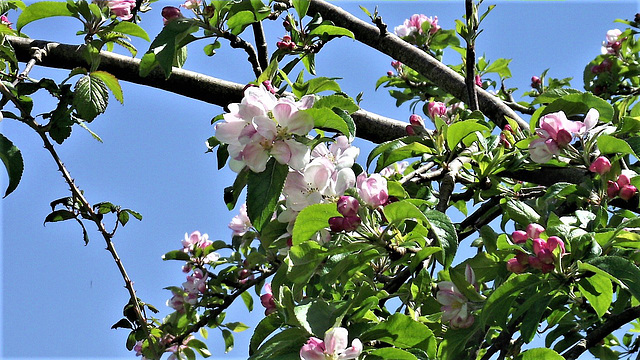 A wonderful display of blooms