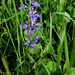 Ajuga reptans  (3)