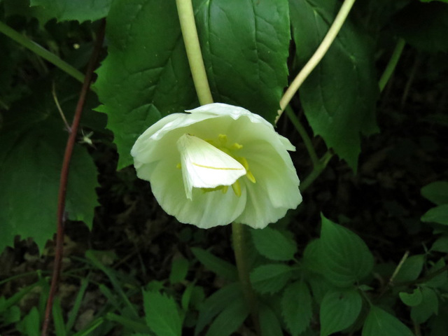 May Apple blossom hidden in the dense shade of the plant's foliage.