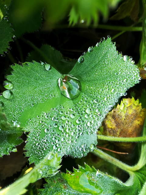 Leaf Droplets