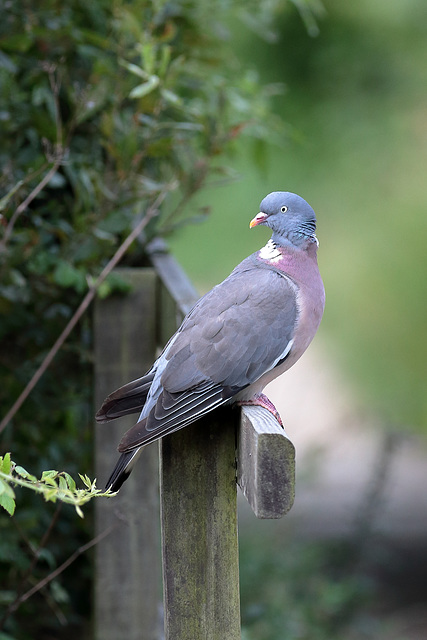 EOS 6D Peter Harriman 08 39 59 00562 WoodPigeon dpp