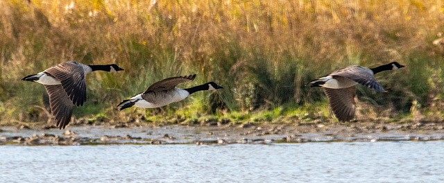 Canada geese26