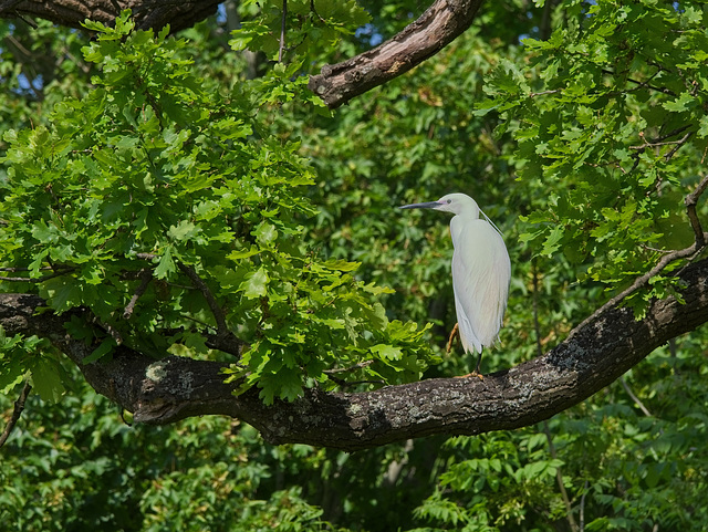 Egret in an Oak Tree