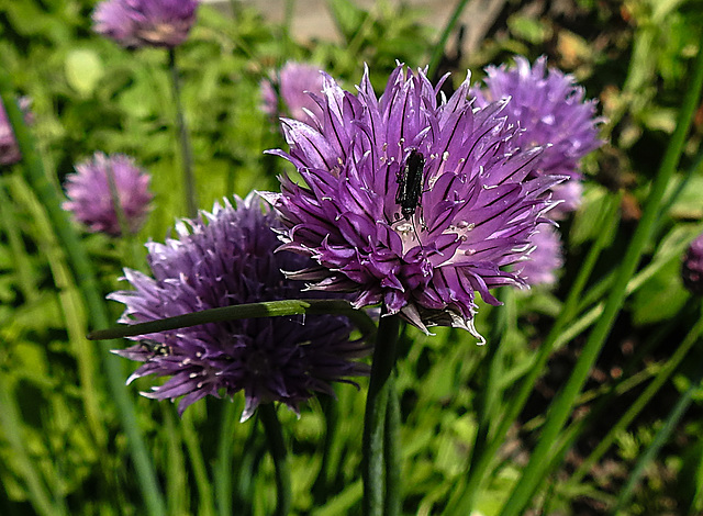 20200517 7413CPw [D~LIP] Schnittlauch (Allium schoenoprasum, Grüner Scheinbockkäfer (Oedemera nobiles), UWZ, Bad Salzuflen