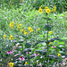 Cup plant (Silphium perfoliatum) and wild-growing Coneflowers.