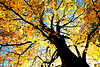 Herbstlaub am Baum. ©UdoSm