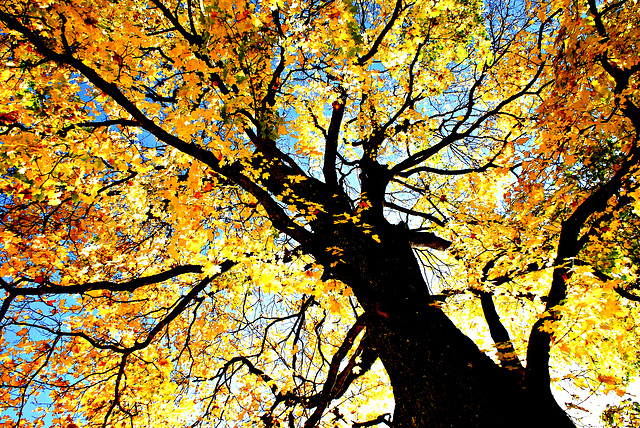 Herbstlaub am Baum. ©UdoSm