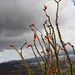 Ocotillo