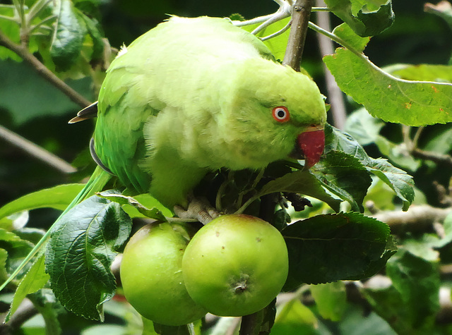 Green Parakeet