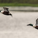 Shoveler ducks