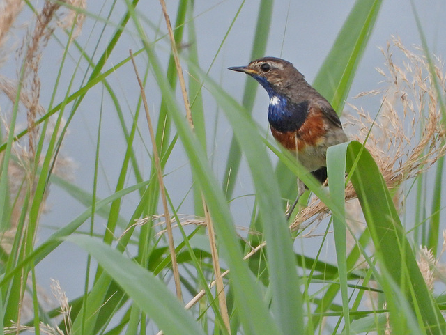 Gorge bleue   (Un jeune mâle)