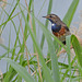 Gorge bleue   (Un jeune mâle)