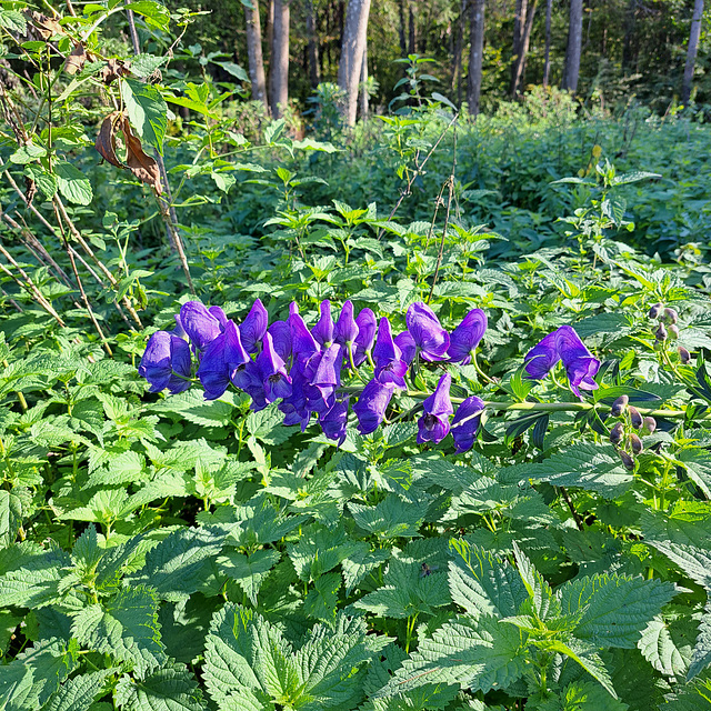 Eisenhut (Aconitum)