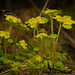 Das Wechselblättrige Milzkraut (Chrysosplenium alternifolium) am Waldboden :)) The alternate-leaved spleenwort (Chrysosplenium alternifolium) on the forest floor :)) La Chrysosplenium alternifolium sur le sol forestier :))