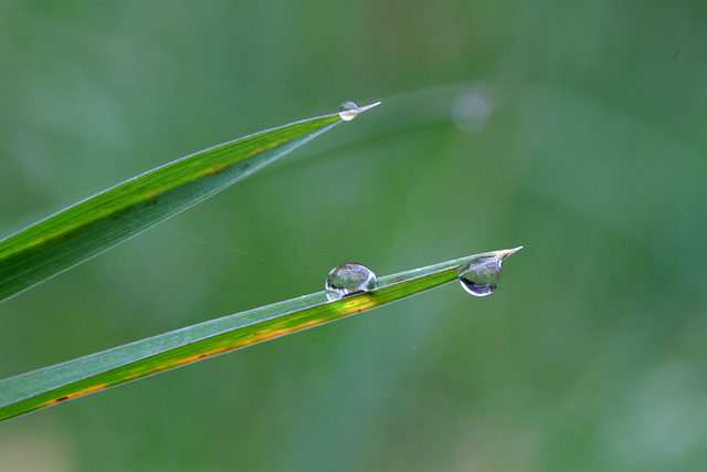 Rain Drops