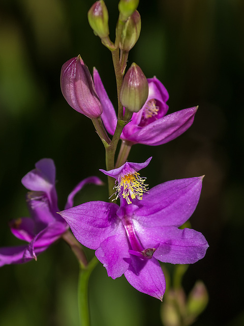 Calopogon tuberosus (Common Grass-pink orchid) in the bog garden