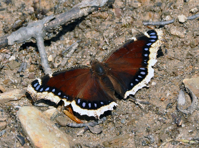 Morio_Mourning Cloak_Camberwell Beauty DSC 3032