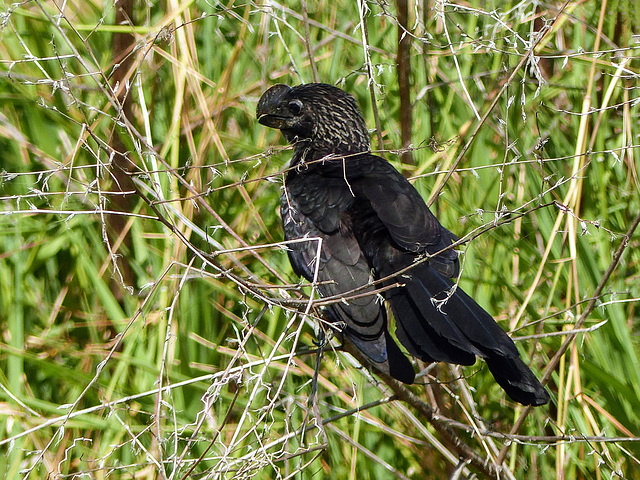 Smooth-billed Ani, Nariva Swamp, Trinidad