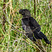 Smooth-billed Ani, Nariva Swamp, Trinidad