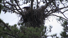 Bald eagle feeding hidden babies