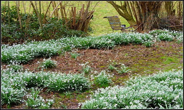 Snowbell corner