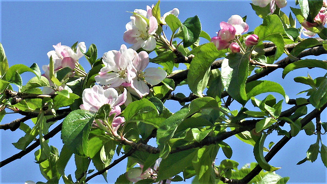 Apple blossom